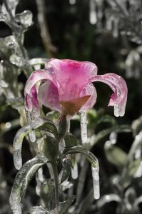 is, blomst, Botanisk Have, København